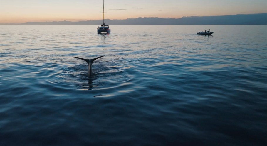 Maison Francis Kurkdjian Apoia Esforços Para Proteger Cachalotes